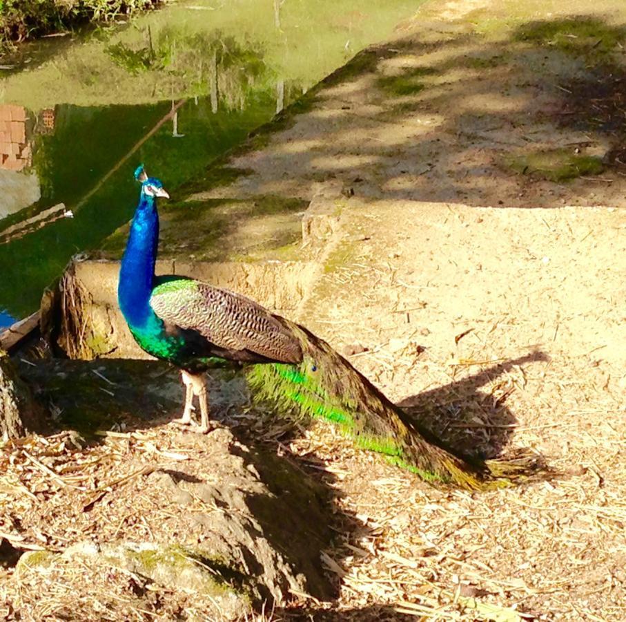 Casa De Campo,Sitio,Vale Europeu-Sc Rio dos Cedros Zewnętrze zdjęcie